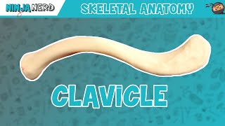 Clavicle Anatomy [upl. by Tahpos]