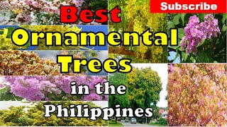 8 Best Ornamental Trees in Philippines [upl. by Ateekan92]