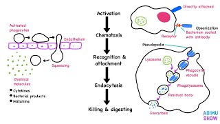 Phagocytosis [upl. by Hazel]