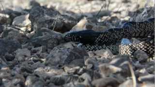 Kingsnake eats Mojave Rattlesnake [upl. by Nonnahc]