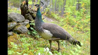 Indian peafowl Pavo cristatus peahens bird call sound noise Peacock companion Serendipity [upl. by Hendry]