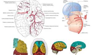 The posterior cerebral arteries [upl. by Nirat]