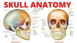 Skull Anatomy  Bones of Skull [upl. by Linn983]