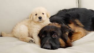 I Introduced Golden Retriever Puppy Therapy Dog to German Shepherd with Depression [upl. by Cordell]