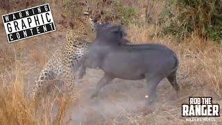 Leopard vs Warthog Mortal Combat In The Wild [upl. by Eiddam]