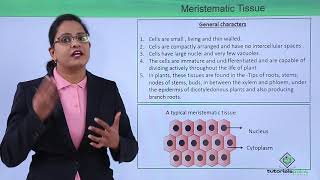 Class10th – Meristematic Tissues and Types  Anatomy of Flowering Plant Hindi  Tutorials Point [upl. by Eardna]