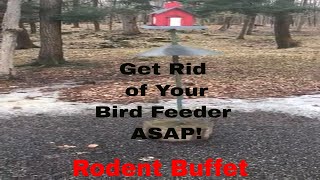 Does Your Bird Feeder Attract Rodents To Your Home [upl. by Jacquet]