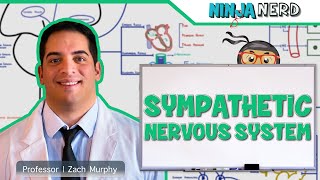 Neurology  Sympathetic Nervous System [upl. by Ocirred]