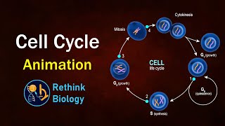 Cell cycle Animation [upl. by Eerrehc]