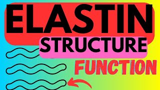 Elastin  Structure Function  Biosynthesis [upl. by Bartolomeo]