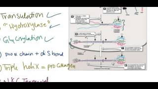 Collagen synthesis [upl. by Venn]