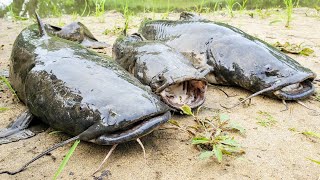 Flathead Catfish CATCH AND COOK All Night Sandbar Camping [upl. by Dabbs]