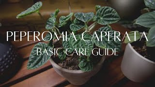 PEPEROMIA CAPERATA  The basic care guide [upl. by Adnauq]