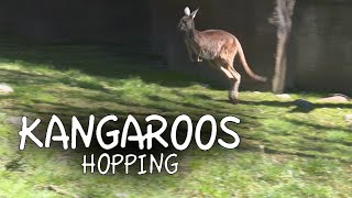 Kangaroos Hopping [upl. by Gore150]