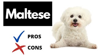 Maltese Dog Pros And Cons SHOCKING [upl. by Nika162]