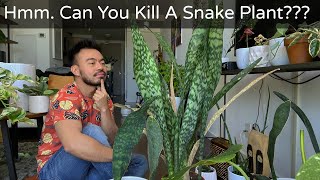 How to Care and Propagate Snake Plants  Sansevieria Whale Fin [upl. by Margot745]