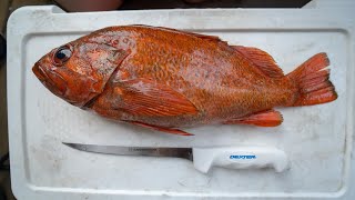 How To Fillet any Rockfish [upl. by Schreibe]