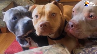 Aggressive Pit Bulls Are Gentle With Everyone They Meet  The Dodo [upl. by Azelea]