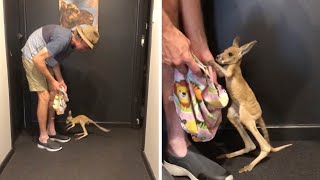 Cute Baby Kangaroo Takes First Steps [upl. by Rehpotsrhc]