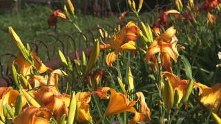 How to Grow Flowers Lilies and Daylilies [upl. by Ewold626]