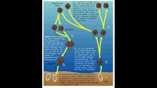 Life Cycle of the Dinoflagellates [upl. by Einnhoj662]