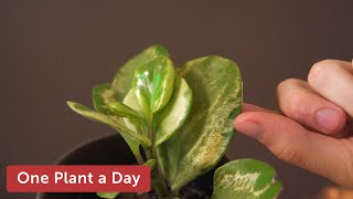 Peperomia obtusifolia Variegata Baby Rubber Plant Houseplant Care — 17 of 365 [upl. by Anastasie132]