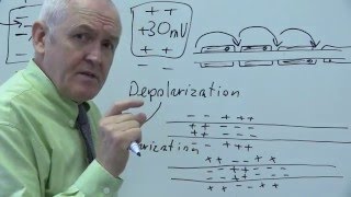 Nervous system 4 Nerve impulses [upl. by Roane]