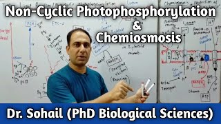 Non Cyclic Photophosphorylation  Chemiosmosis  Bioenergetics  11th Biology  MDCAT Biology [upl. by Ellecrad]