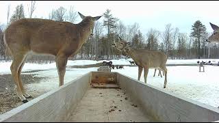 Deer with Fibroma [upl. by Siladnerb442]