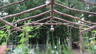 GROWING GOURDS ON A TRELLIS  MY GOURD TUNNEL UPDATE [upl. by Elinore]