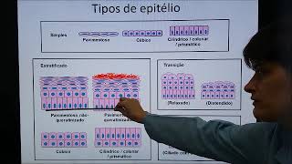 Tecido epitelial 1  Classificação [upl. by Enileda]