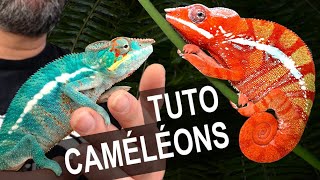 TUTO Caméléons  terrarium éclairage maintenance [upl. by Leandra]