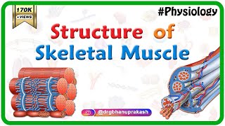 Structure of a skeletal muscle  Muscle Physiology Animations  USMLE videos [upl. by Dinsmore]