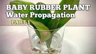 How to Propagate Baby Rubber Plant in Water Peperomia Obtusifolia PART 1 [upl. by Hu314]