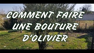 COMMENT FAIRE UNE BOUTURE DOLIVIER [upl. by Rania726]