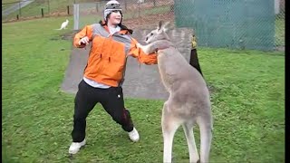 Kangaroo vs Human Kangaroo attacking [upl. by Sackey]