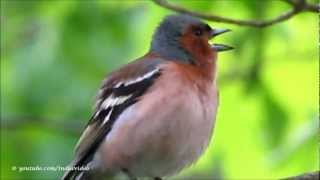 A Chaffinch Fringilla coelebs Singing [upl. by Yeargain110]