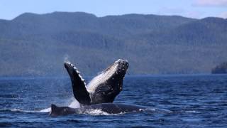 Humpback whale singing in the Great Bear Sea [upl. by Eitra]