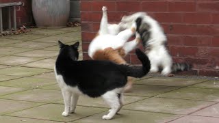 Cat Fight Compilation Video  4K [upl. by Metsky]