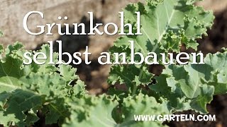 Grünkohl selbst anbauen [upl. by Ytissac]