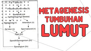 Metagenesis Tumbuhan Lumut [upl. by Michael]