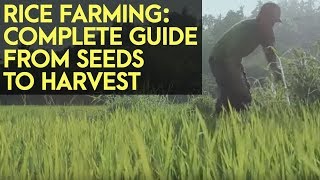 Rice Farming Complete Guide from Seeds to Harvest [upl. by Dleifniw]