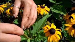 Wilsons Garden Center Deadheading Rudbeckia [upl. by Laet]