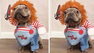 15 Funniest And Ridiculous HALLOWEEN COSTUMES For DOGS [upl. by Oiled]