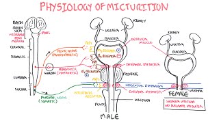 Physiology of Micturition [upl. by Hubing]