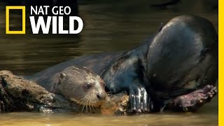 A Baby Otter Learns to Swim  Destination WILD [upl. by Dolphin323]