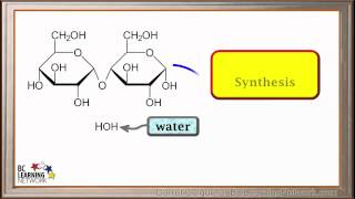 WCLN  Synthesis of Polysaccharides  Biology [upl. by Layney]