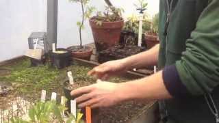 How to Take Cuttings for a Hedge [upl. by Beane]