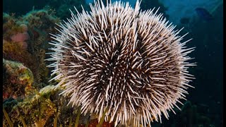 Facts The Sea Urchin [upl. by Marelya]