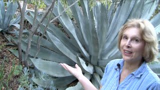 What You MUST Know About Century Plants Agave americana [upl. by Bab]